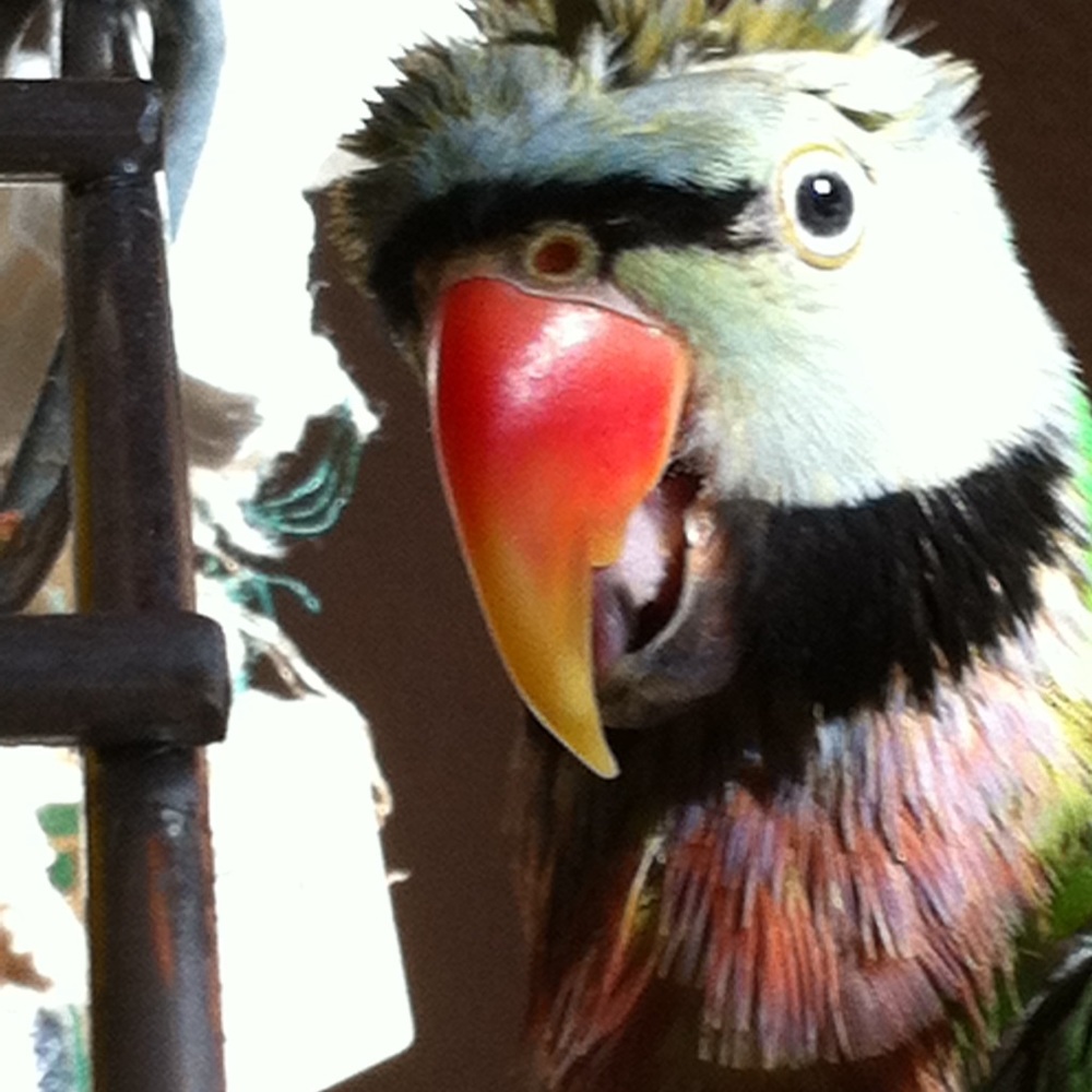 Meet your Posher, Wendy